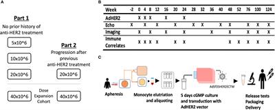 Phase I Clinical Trial of an Autologous Dendritic Cell Vaccine Against HER2 Shows Safety and Preliminary Clinical Efficacy